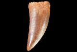 Raptor Tooth - Real Dinosaur Tooth #102363-1
